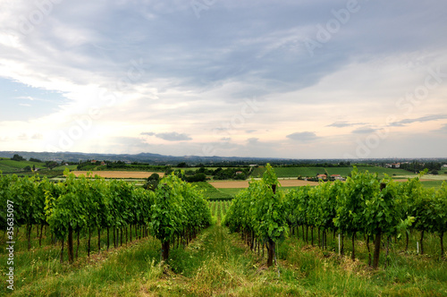 Photo: vineyards and fields in Bertinoro, Italy vineyards and fields in Bertinoro, Italy