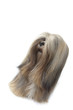 portrait du lhassa apso