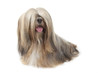 lhassa apso assis,langue pendante