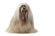 lhassa apso debout de face