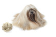 lhassa apso et sa corde à mâcher