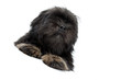 l'air rigolo du lhassa apso