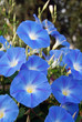 Morning glory