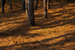 Photo: Pine forest Pine forest