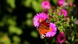 Mahaon butterfly on the flower Mahaon butterfly on the flower