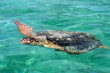 Schildkröte