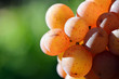 Silvaner Rotwein Trauben