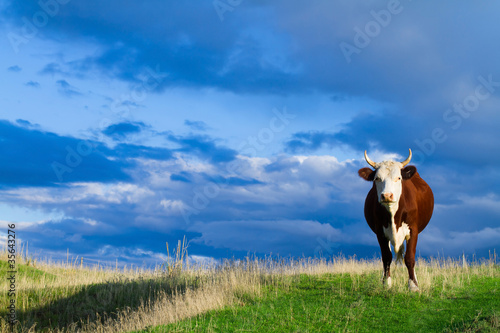 Photo: A cow grazes in a meadow. A cow grazes in a meadow.