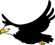 Flying bald eagle
