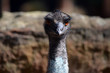 emu