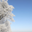 Winter beauty -  nature