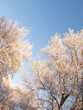 Winter beauty -  nature