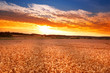 A photo of a field of wheat at sunset