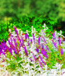 The Garden Dream