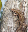 Foto: Wildlife Mooreidechse Wildlife Mooreidechse