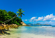 Wallpaper Dream Palms Wallpaper Dream Palms