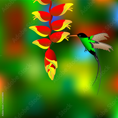 Illustration: Flower with colibri. Flower with colibri.