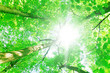 Natural Wallpaper forest Beauty