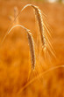 golden wheat two spikes of ripe cereal golden wheat two spikes of ripe cereal