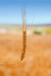cereal spike in wheat golden field cereal spike in wheat golden field