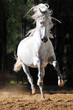 White horse runs gallop in sand