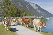 Almabtrieb 2011