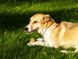 Hund in der Wiese mit Kauknochen 11