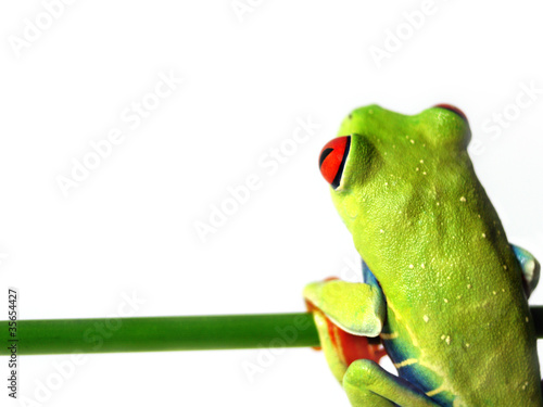 Photo: Rotaugenlaubfrosch 94, Agalychnis callidryas Rotaugenlaubfrosch 94, Agalychnis callidryas