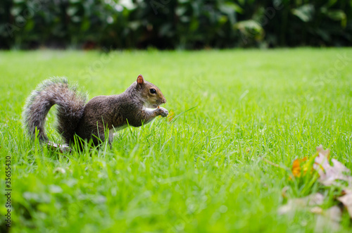 Photo: Squirrel eats on grass Squirrel eats on grass