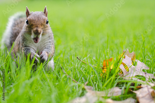 Photo: Squirrel with a astonished expression Squirrel with a astonished expression