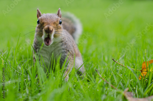 Photo: Squirrel astonished Squirrel astonished