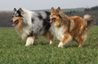 deux bergers d'Ecosse côte à côte