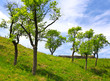 Orchard on the hill