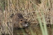 Ragondin (Myocastor coypus) Ragondin (Myocastor coypus)