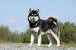 proud alaskan malamute