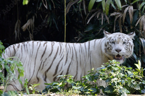 Photo: White Benagal Tiger White Benagal Tiger