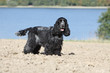 cocker - english cocker - spaniel - cocker spaniel