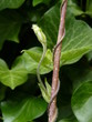 Schwarzäugige Susanne - Knospe - 01 Schwarzäugige Susanne - Knospe - 01