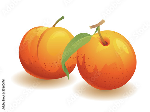 Vector: Peach Fruit Peach Fruit