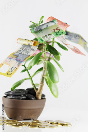 Australian Money Tree