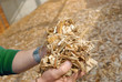 Hand mit Holz Hackschnitzel