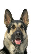 Photo: The portrate of east shepherd dog The portrate of east shepherd dog