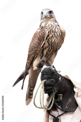 Photo: a falcon on handlers hand a falcon on handlers hand