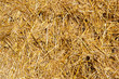 cereal straw just after harvesting cereal straw just after harvesting