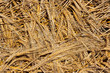 cereal wheat spikes pattern background cereal wheat spikes pattern background