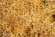 cereal straw just after harvesting cereal straw just after harvesting