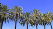 Palm trees