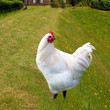 poulet élevé en plein air