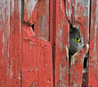 barn cat