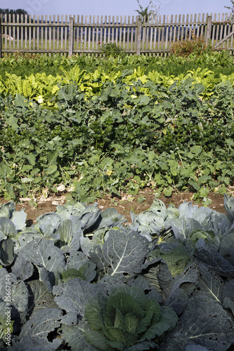 Foto: Gemüsegarten Gemüsegarten